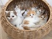 6 adorables British Shorthair