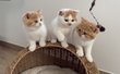6 adorables British Shorthair