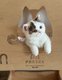 6 adorables British Shorthair