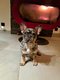 Chien bouledogue français à vendre du au...
