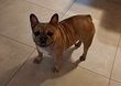 Chien bouledogue français à vendre du au...