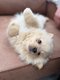 Magnifique chiot  parents visible