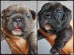 Magnifiques bouledogue Francais avec pédigrée