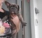 Magnifiques bouledogue Francais avec pédigrée
