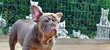 2 magnifiques bouledogue Francais avec pedigree