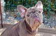 2 magnifiques bouledogue Francais avec pedigree