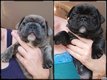 Magnifiques bouledogue Francais avec pédigrée