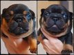Magnifiques bouledogue Francais avec pédigrée