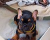 Magnifiques bouledogue Francais avec pédigrée