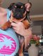 Magnifiques bouledogue Francais avec pédigrée