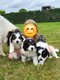Tornjak, chiots disponibles et socialisés...