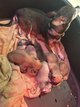 Chiot chihuahuas