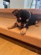 Adorables Chiots chihuahua