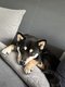 Shihba inu à donner