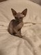 6 bébé sphynx