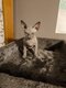 6 bébé sphynx
