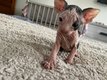 Sphynx