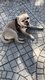 Chihuahua femelle 3ans