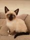 Chatons Siamois