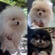 Magnifiques chiots Loulou de Poméranie nains...