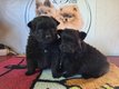2 chiots Spitz Allemands nains et petits