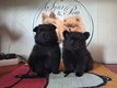 2 chiots Spitz Allemands (1 nain et 1 petit)