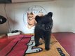 Chiot Spitz Allemand Petit prêt à partir