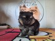 Chiot pomeranien femelle Pedigree Saint-Hubert