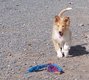 Colley d' ecosse (lassie) femelle
