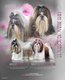 Splendides shih tzus chiots possédant le pedigree