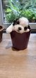 Splendides shih tzus chiots possédant le pedigree