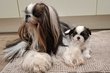 Splendides shih tzus chiots possédant le pedigree