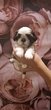 Splendides shih tzus chiots possédant le pedigree