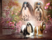 Splendides shih tzus chiots possédant le pedigree