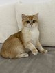 Femelles British shorthair Golden avec Pedigrée