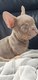 Bouledogue francais Isabella, Lilac/Tan, bleu