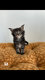 8 MAgnifique chatons Maine Coon