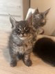 Adorable bébés Maine Coon