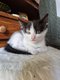 Chaton Européen