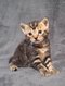 Chatons Européens