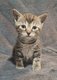 Chatons Européens