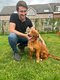 2 femelles de 1 ans, Retriever Nouvelle Ecosse
