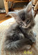 Maine Coon à vendre