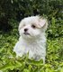 Superbes bichons maltais