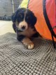 Bouvier bernois chiots