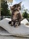 Magnifique Chatons Maine Coon