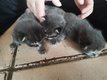 - 11 Chatons Maine Coon