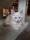 Magnifique Chatons Maine Coon