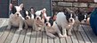 Bouledogue français