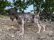 Chiens nus du Mexique